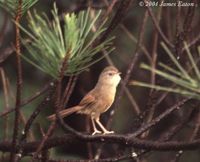 Rufous-tailed Babbler - Chrysomma poecilotis