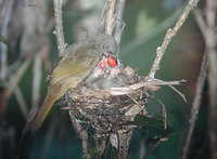 Olive-winged Bulbul - Pycnonotus plumosus