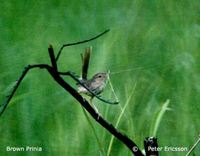 Brown Prinia - Prinia polychroa