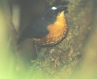 Rusty-bellied Shortwing - Brachypteryx hyperythra