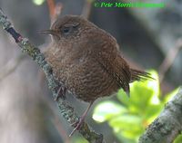 Winter Wren - Troglodytes troglodytes