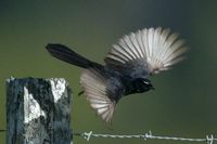 Willie Wagtail