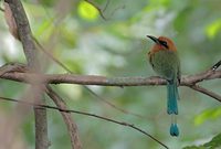 Broad-billed Motmot (Electron platyrhynchum) photo