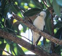 White-headed Vanga (Leptopterus viridis) photo