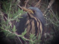 Dwarf Bittern - Ixobrychus sturmii