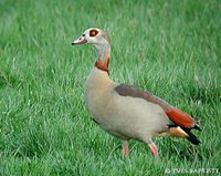 Egyptian Goose - Alopochen aegyptiacus