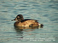 Ring-necked Duck - Aythya collaris