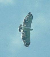 Gray-backed Hawk - Leucopternis occidentalis