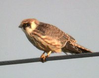 Red-footed Falcon - Falco vespertinus