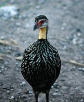 Yellow-necked Francolin - Francolinus leucoscepus