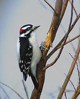 Downy Woodpecker (Picoides pubescens) photo