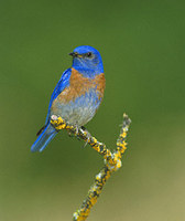 Western Bluebird (Sialia mexicana) photo