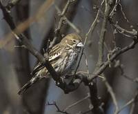 Lark Bunting (Calamospiza melanocorys) photo