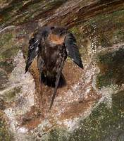 Chestnut-collared Swift (Cypseloides rutilus) photo