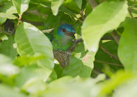 Blue Dacnis (Dacnis cayana) photo