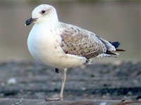 Armenian Gull - Larus armenicus