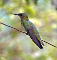 White-necked Jacobin - Florisuga mellivora