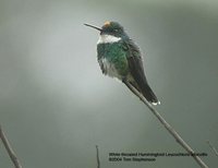 White-throated Hummingbird - Leucochloris albicollis