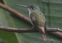 Andean Emerald - Agyrtria franciae