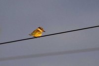 Striped Kingfisher - Halcyon chelicuti