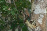 Lineated Woodcreeper - Lepidocolaptes albolineatus