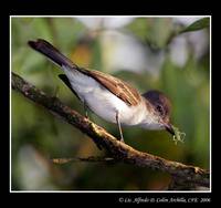 Puerto Rican Flycatcher - Myiarchus antillarum