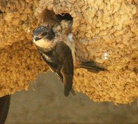 South African Swallow - Petrochelidon spilodera