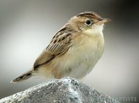 Zitting Cisticola - Cisticola juncidis