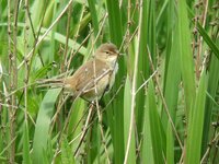 Eurasian Reed-Warbler - Acrocephalus scirpaceus