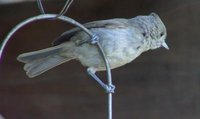 Oak Titmouse - Baeolophus inornatus