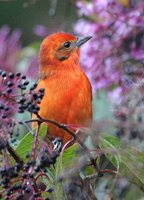 Flame-colored Tanager - Piranga bidentata