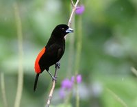 Passerini's Tanager - Ramphocelus passerinii