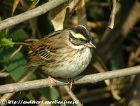 Yellow-browed Bunting - Emberiza chrysophrys