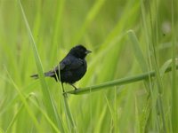 Blue-black Grassquit - Volatinia jacarina