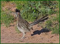 Roadrunner at Bosque del Apache