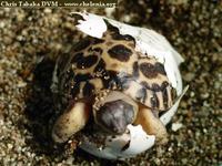 Radiated Tortoise, Geochelone radiata