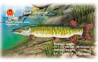 Muskellunge