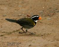 Orange-billed Sparrow (Arremon aurantiirostris)