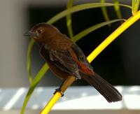 Silver-beaked tanager, female