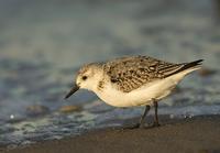 Sanderling