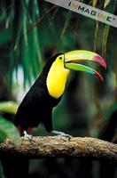 Keel-billed Toucan (Ramphastos sulfuratus) photo