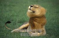 Lion ( Panthera leo ) , Queen Elisabeth National Park , Uganda stock photo