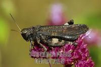 Psophus stridulus , male stock photo