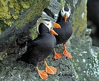 ...In North America, we have a wide variety of tours from Alaska (where these Tufted Puffins were p