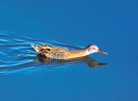 Water rail (Rallus aquaticus)