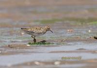 Sharp-tailed sandpiper C20D 02299.jpg