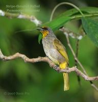 Stripe-throated Bulbul