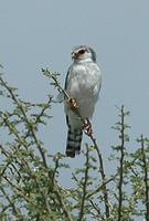 Pygmy Falcon p.84