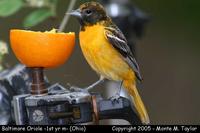 Baltimore Oriole (1st yr male) - Ohio