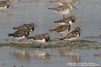 Ruddy Turnstone Arenaria interpres